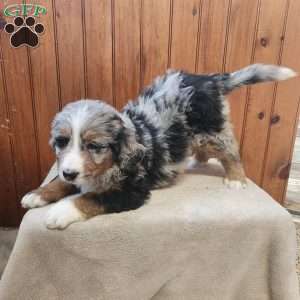 Moore, Bernedoodle Puppy